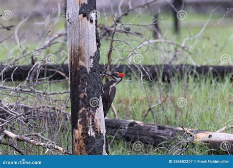 Pileated Woodpecker Dryocopus Pileatus Jasper National Park Canada