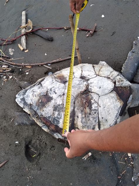 Hallan Decenas De Tortugas Peces Y Delfines Muertos En Las Costas Del