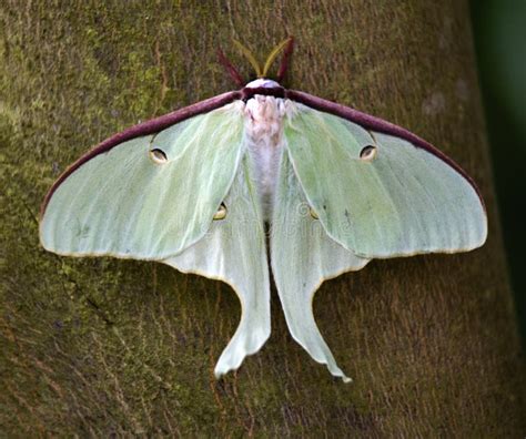 Luna Moth Butterfly stock image. Image of flowers, wildlife - 3436829