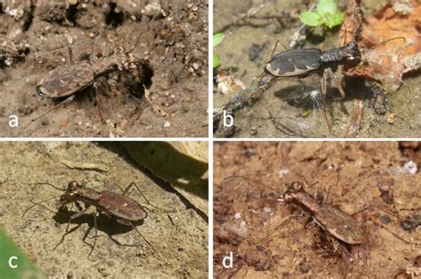 Tiger Beetles In Southeast Missouri Beetles In The Bush