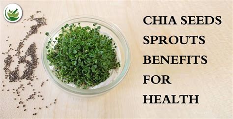 Exploring The Chia Seeds Sprouts Benefits For Health A Nutritional