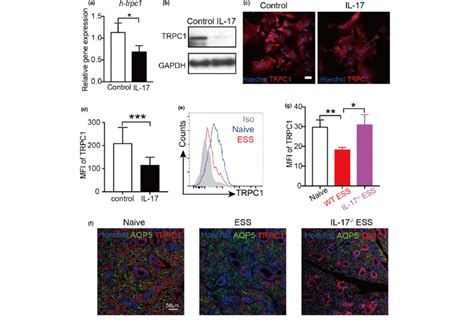 IL 17 Reduces TRPC1 Expression In Salivary Gland SG Epithelial Cells