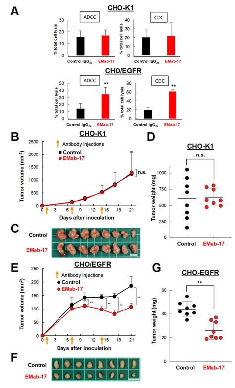 Antibody Dependent Cellular Cytotoxicity Adcc Complement Dependent