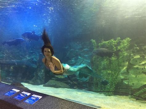 Newport Aquarium Mermaids