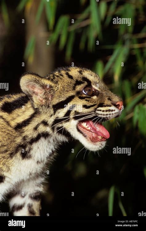 Clouded Leopard Teeth Stock Photos & Clouded Leopard Teeth Stock Images ...