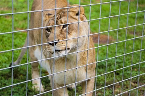 Exotic Cats At Big Cat Rescue In Tampa Fl Wander The Map