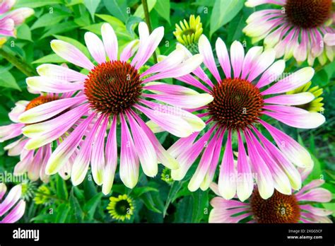 Green Twister Coneflower Garden Beautiful Cultivar Echinacea Green