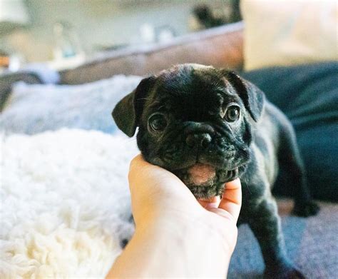 Beautiful 7 Week Old Female Frenchie Looking For A Home