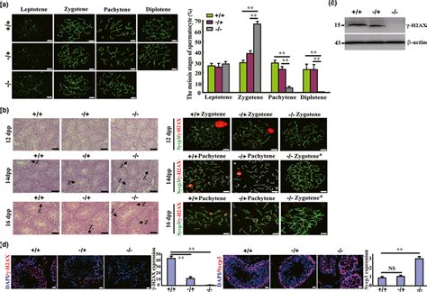 Germ‐cell meiosis and differentiation is arrested at the zygotene stage ...