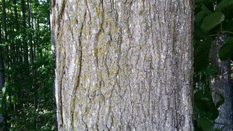 Sugar Maple Tree Bark