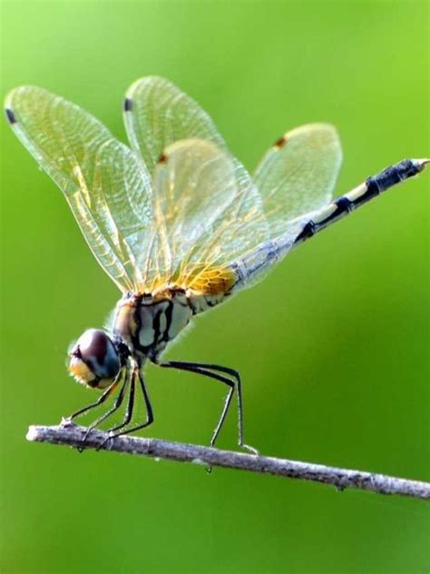 Dragonfly Dream Meaning And Interpretations Sarah Scoop