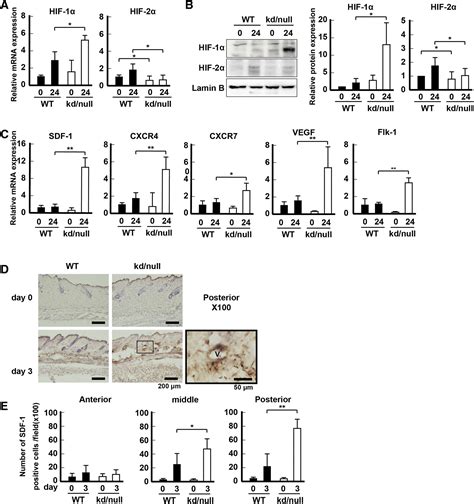 Impairment of HIF 2α Expression Induced the Compensatory Overexpression