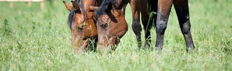 How To Feed Your Horse Msd Animal Health Hub