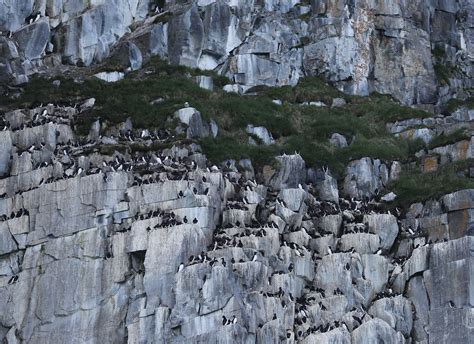 Jcp Guillemot Colony Svalbard Jose Cortes Iii Asia To