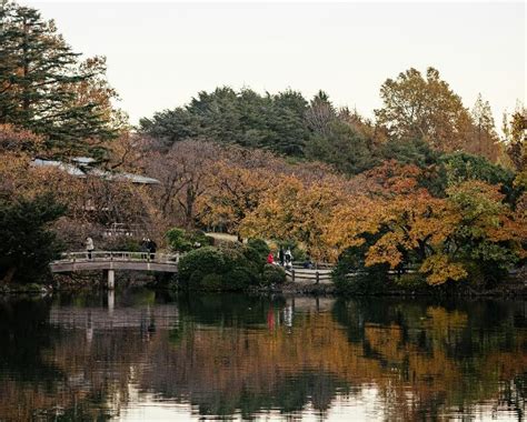 Fall Foliage in Tokyo: A Guide to Autumn Leaves Season 2024