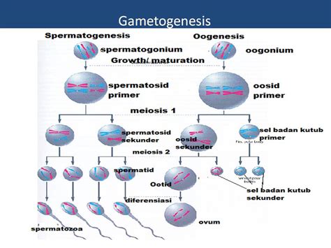 Skema Gametogenesis Biosman Pku The Best Porn Website