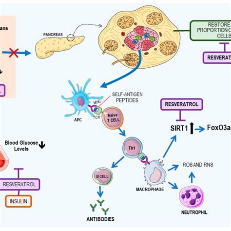 Type 1 diabetes mellitus disease mechanism and resveratrol role. Islet ... 