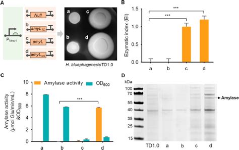 Amylase Secretion By Engineered H Bluephagenesis Td10 A Amylolytic