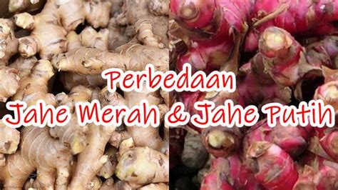 Perbedaan Jahe Merah dan Jahe Putih • Jagoan Kelas