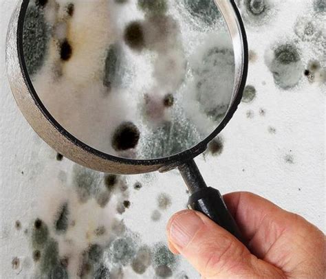 Key Tips To Spot Mold In Your Home Better Housekeeper