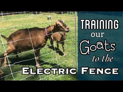 How We Trained Our Goats To The Electric Fence Premier Electric