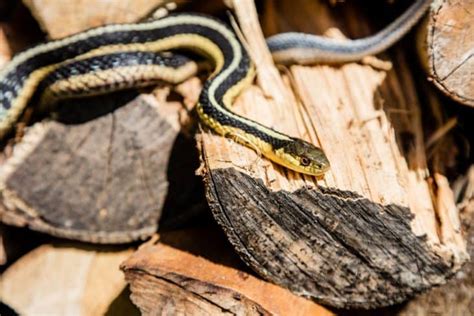 How To Keep Snakes Out Of Wood Pile Beatpests