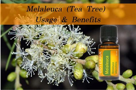 Melaleuca Oil: Comprehensive Guide to Benefits and Uses