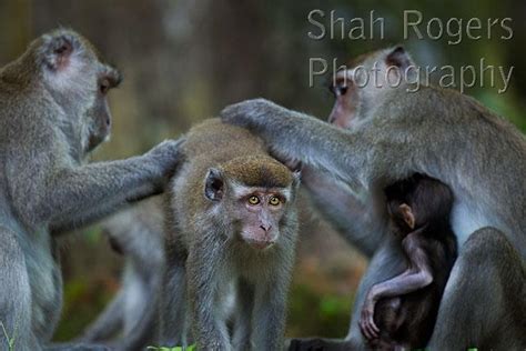 Long Tailed Or Crab Eating Macaque Group Grooming Macaca Fascicularis