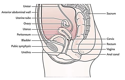 Anatomy Of The Pelvic Cavity - Human Anatomy