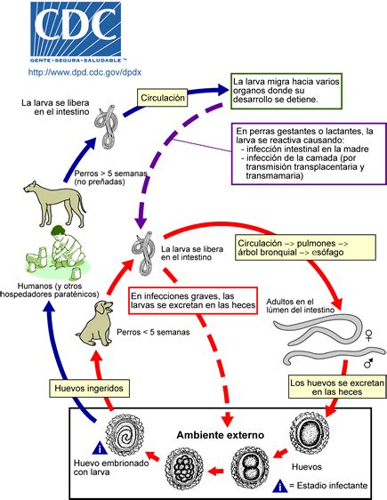 Toxocara Canis Larva Migrans Mind Map