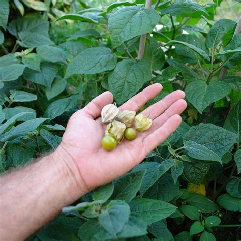 Giant Cape Gooseberry Physalis Peruviana Packet Of 30 Seeds Etsy