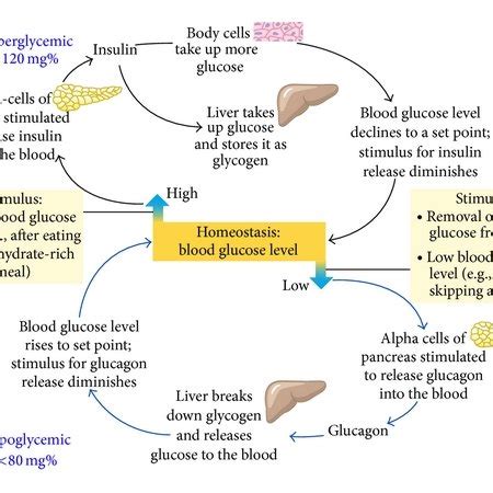 Diabetes And Abnormalities In Glucose Stimulated Insulin Secretion