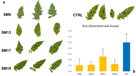 Ijms Free Full Text Crisprcas9 Based Knock Out Of The Pmr4 Gene Reduces Susceptibility To