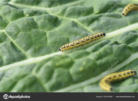 Raupen Grosser Kohlweissling Pieris Brassicae fotografía de stock