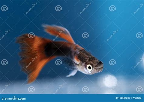 Aquarium Fish Close Up Photography Studio Photography Stock Image