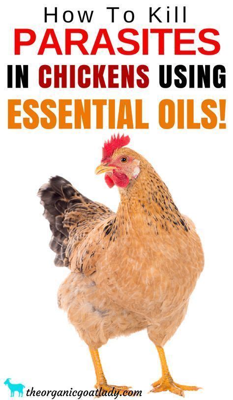 How To Kill Parasites In Chickens Using Essential Oils Artofit