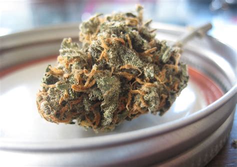 10 Best Cannabis Strains for Newbies - Legal Reader