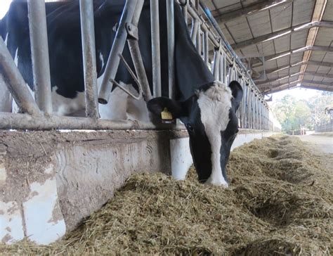 Import Ncia Do Correto Balanceamento De Minerais No Pr Parto De Vacas