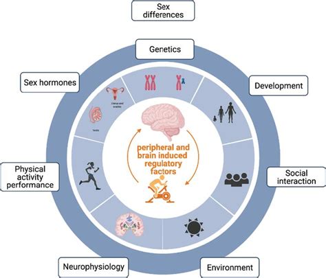 Precision Exercise Medicine Sex Specific Differences In Immune And Cns