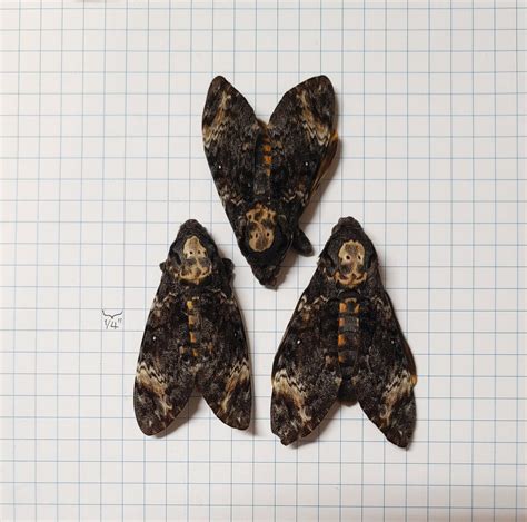 ONE A1 UNMOUNTED Acherontia Atropos Moth Death's-head Hawkmoth ...