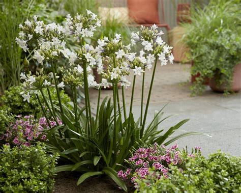 Agapanthus Ever Sparkle Fairweather S Plant Shop