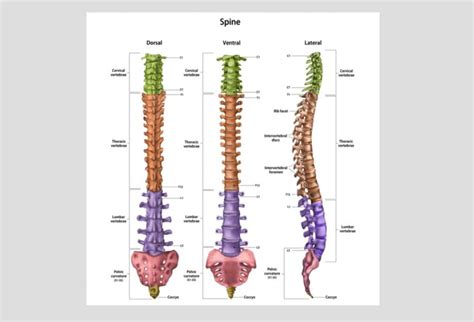 The Spine: Anatomy and Function