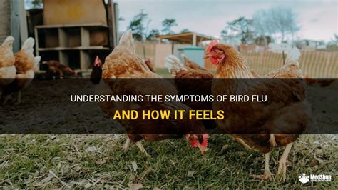 Understanding The Symptoms Of Bird Flu And How It Feels Medshun