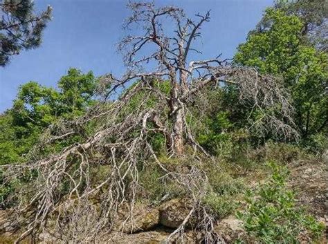 Demuestran la importancia de la hidráulica de las plantas en diferentes