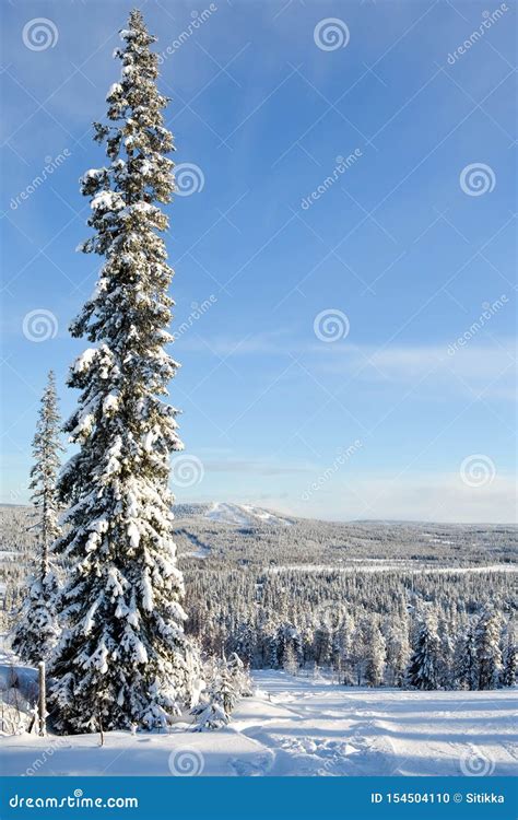 Paisagem Do Inverno Em Lapland Finlandia Foto De Stock Imagem De