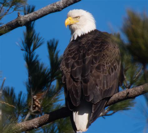 Bald Eagle Angela Cole Flickr