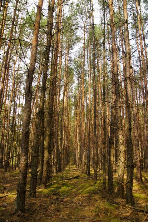 Free Images Landscape Tree Nature Grass Wilderness Green Birch