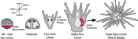 Sea Urchin Development Embryology