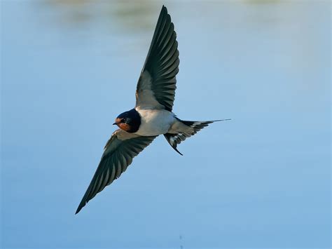 Hirondelle Rustique Hirundo Rustica Barn Swallow En Tour Flickr