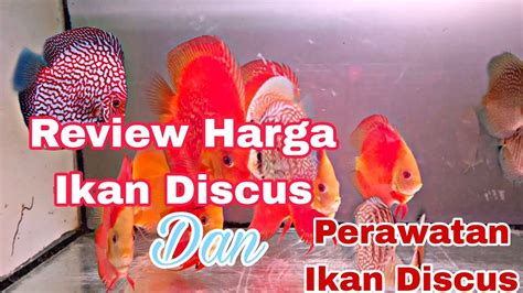 Review Harga Ikan Discus Dan Perawatan Ikan Discus Youtube